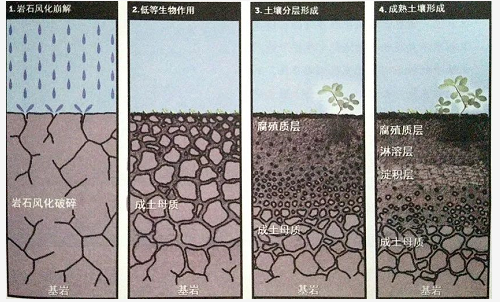 关于土壤，这些你都要知道！