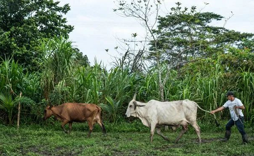 土壤与气候变化、生物多样性和粮食安全