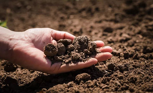 你知道土壤能抵御气候变化吗？