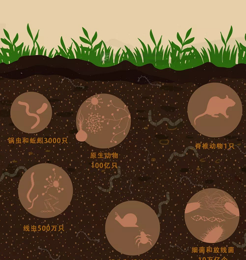 土壤也和咱人类一样有健康疾病之分？标准的关键在于它！