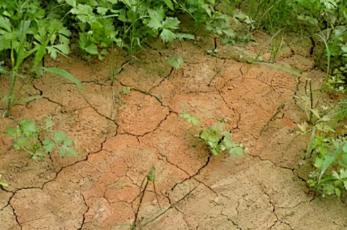 土壤肥力如何？是碱性土壤还是酸性土壤？用手感受下