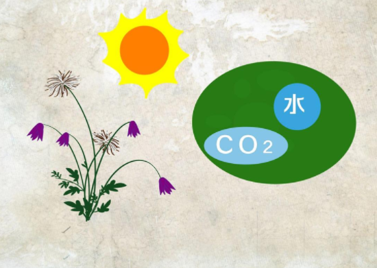 王根礼：碳同化是实现碳氢核肥碳中和的根本途径