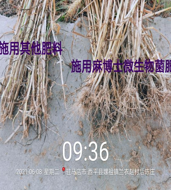 数据不会说谎！用微生物菌肥，河南多地小麦创高产