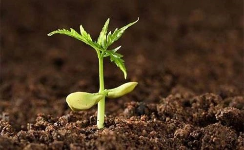 土壤改良任重而道远，这四种方案超级实用！