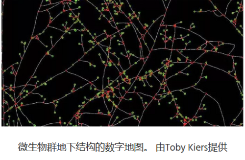 植物想要长得好？先得“种”好土壤微生物