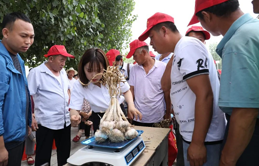 大名县蒜王争霸赛“蒜王”出炉！赶紧看看有多大！