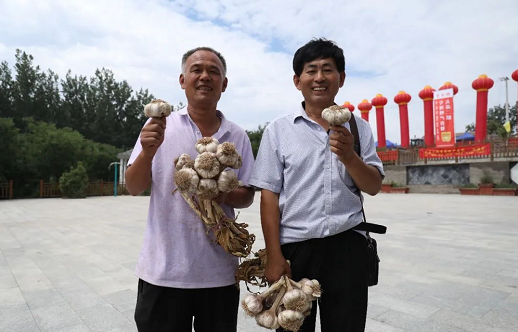 大名县蒜王争霸赛“蒜王”出炉！赶紧看看有多大！