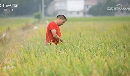 央视《焦点访谈》：土壤改良已势在必行！