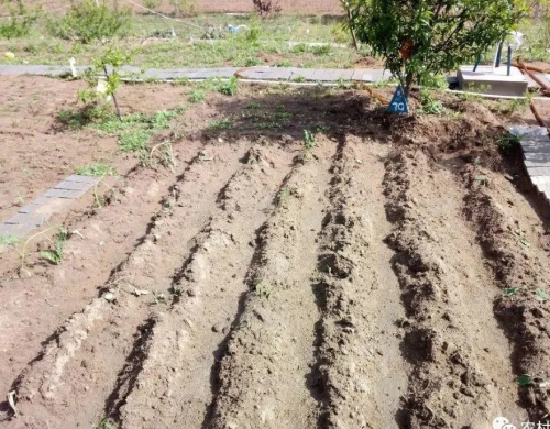 改善菜园土壤问题，还得从本质上解决!