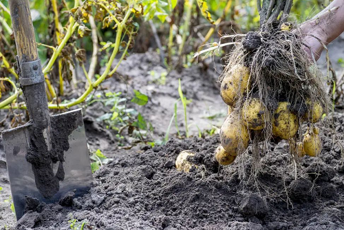恢复土壤健康才是当下农业头等大事