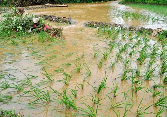 强降雨导致河南农作物受灾严重，山西林海助力农业生产恢复！