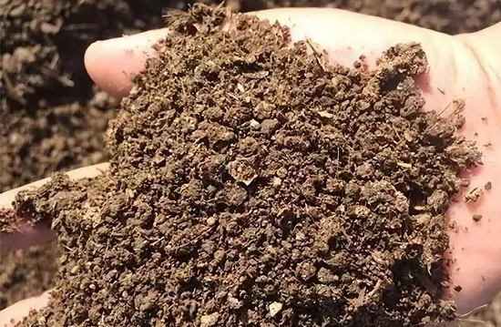 用生石灰调理土壤需慎重！