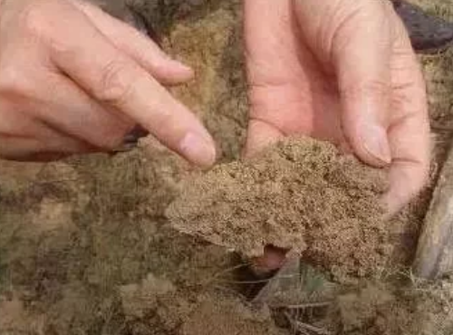 土壤有机质的“7大”作用!不知道的都看看!