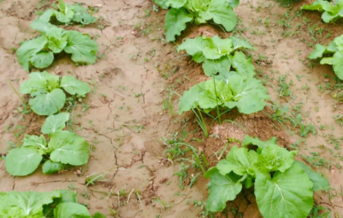 菜地如何避免土壤板结？掌握2个方面，蔬菜才能高产