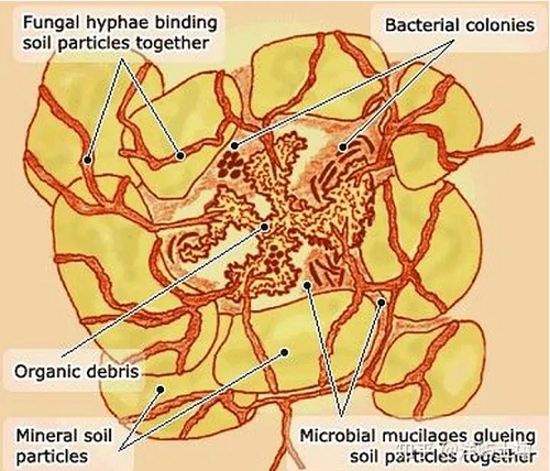 土壤中的8种重要微生物