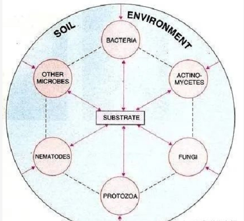 土壤中的8种重要微生物