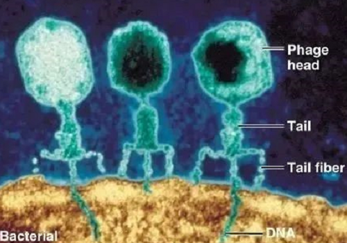 土壤中的8种重要微生物