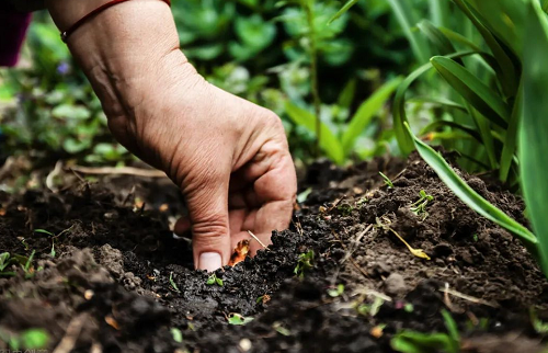 土壤修复是农资圈发财的机会吗？