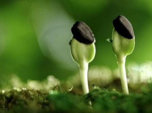 土壤肥力取决于菌群，菌群需要平衡，而不是谁杀死谁