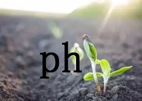 土壤酸碱度失衡有多可怕？看完这篇文章你会大涨见识！
