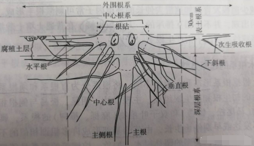 土壤中养分是如何被转化吸收的？