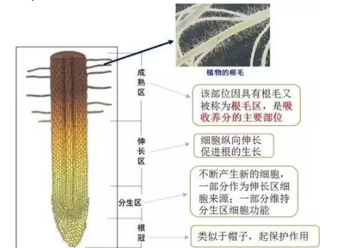 土壤中养分是如何被转化吸收的？