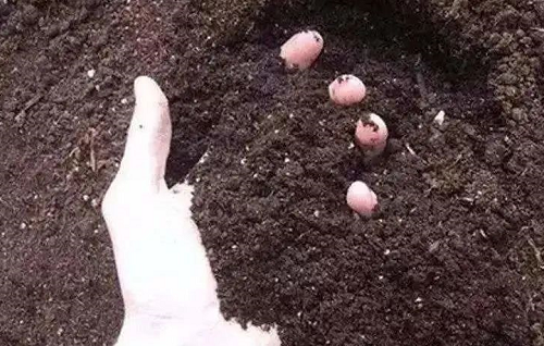 别再上当！揭穿生物菌肥的这些骗局！