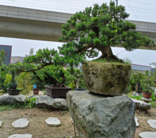 成都兰妹苑：推广川派盆景艺术，打造川派盆景文化产业