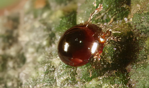 土壤里活跃着各种微生物，是土壤肥沃的重要组成部分