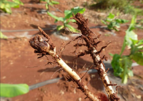 土壤里活跃着各种微生物，是土壤肥沃的重要组成部分