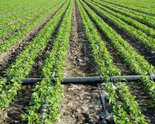 农作物生长过程中根系出问题怎么办？改善土壤环境是关键