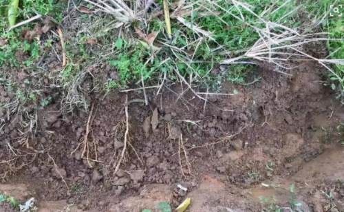 种植中土壤酸碱很关键，这几点知道，避免土壤酸碱导致减产