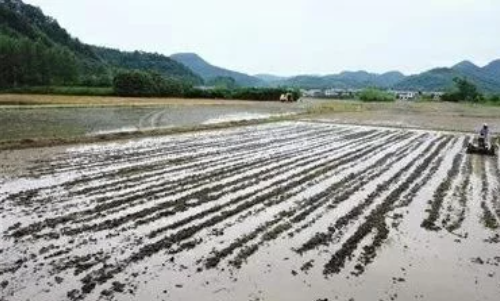 黏质土壤这样施肥，效果更好!