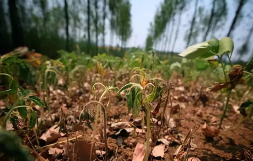 有机质、腐植质、腐植酸到底有什么区别？