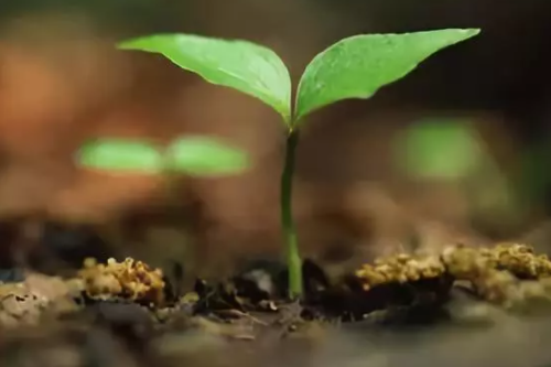 有机质、腐植质、腐植酸到底有什么区别？