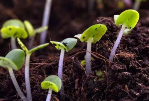 有机质、腐植质、腐植酸到底有什么区别？