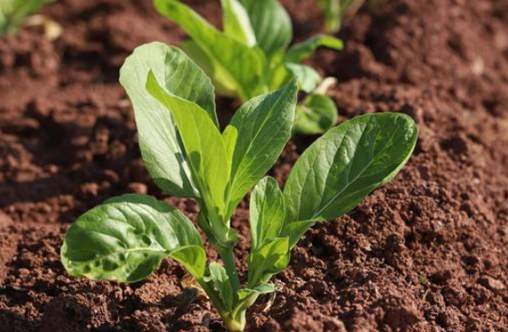 土壤过酸过碱都不行，各种作物适宜的土壤酸碱度是多少？