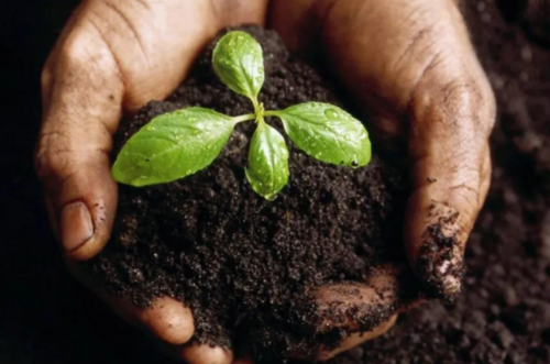 土壤是植被生长根本，这几个小技巧改善土壤肥力，让你无后顾之忧