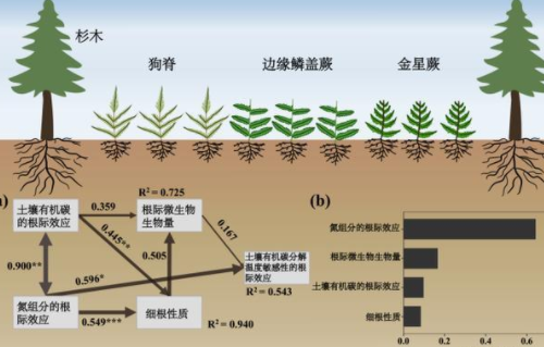 根际土壤：小心脏，大功能