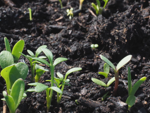 土壤调理剂与土壤改良的正确认知