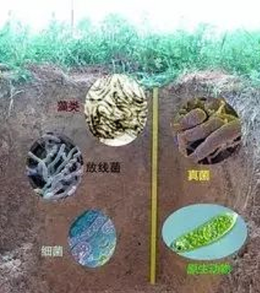 土壤的生命核心是“微生物”