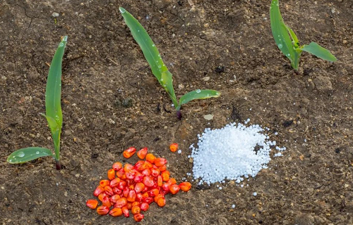 农田盐碱太高怎么办，什么肥料可以改善？