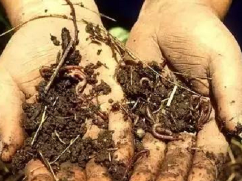 摘录：只需十招，教你如何辨别土壤肥力！