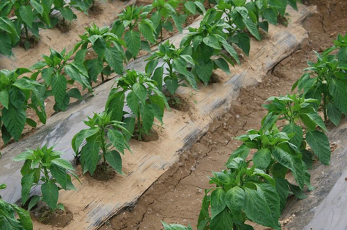 央视：生物菌肥效果好，大胆用！