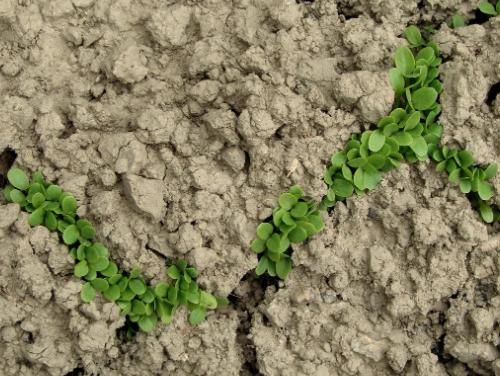 “微生物+复合型土壤修复技术”的作用机理