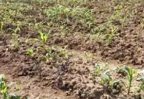 修复退化土壤，有机肥是唯一可选良方