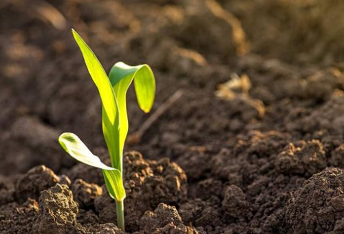 种植作物时，出现土壤板结的原因，农户怎样改善土壤条件