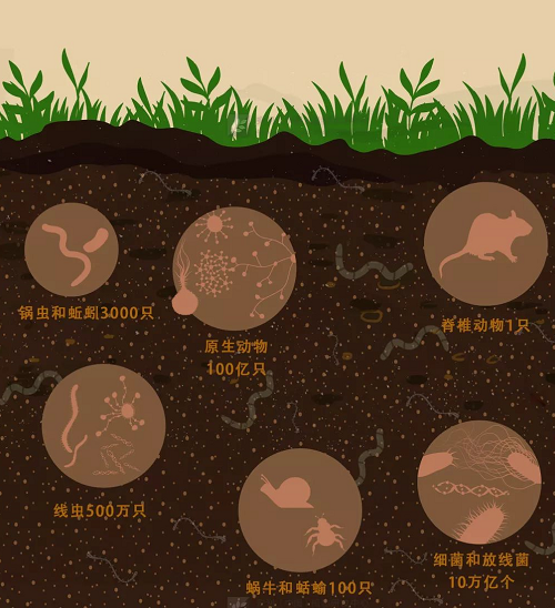 健康土壤有两大显著特征！