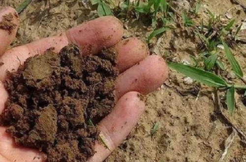 施肥，并不是将肥料施入土壤这么简单......