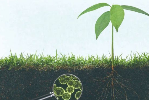 土壤中重金属含量超标会杀死其中的微生物吗?